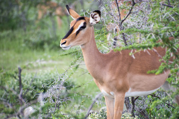 Springbok in Etosha Namibia