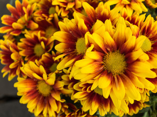 Yellow Red Chrysanthemum Flower blooming