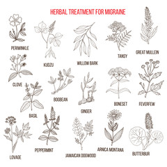 Collection of medicinal herbs for migraines relief