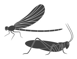 Insect