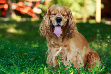 dog breed American Cocker Spaniel