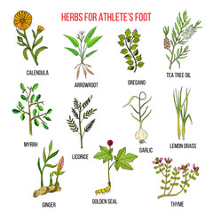 Collection of herbs for athlete foot