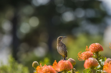 Cape Sugarbird sitting on orange Fynbos, looking right, South Africa
