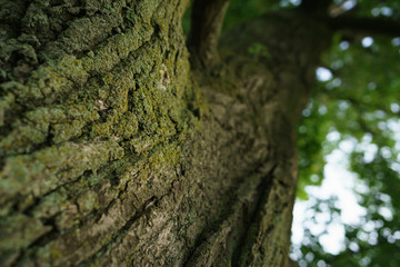 closeup old oak tree low angle shot, focus on trunk