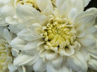 White Purple Chrysanthemum Flower Blooming