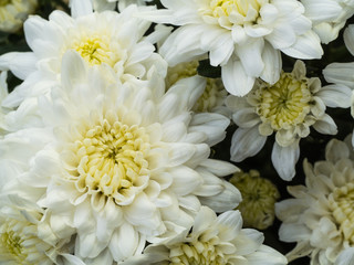 White Chrysanthemum Flower Blooming