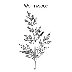 Mugwort, or common wormwood Artemisia vulgaris , medicinal plant - obrazy, fototapety, plakaty
