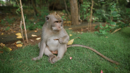 Zoo in Bali. Monkey sitting on the grass and looking for something to bite. She finds a nut and tries to gnawing. Her brown, long tail and sharp teeth. In Bali, beautiful nature.