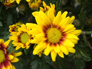 The Yellow Red Chrysanthemum Flower blooming