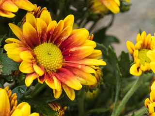 Yellow Red Chrysanthemum Flower blooming