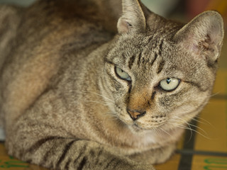 Tabby Cat Sleeping on The Box