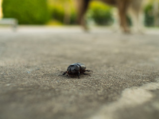 The Black Coleoptera walking