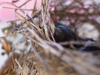 Baby Flapper Bird Sleeping in The Nest