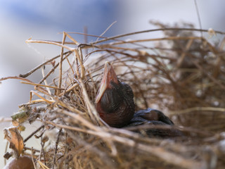 Baby Flapper Bird Sleeping in The Nest