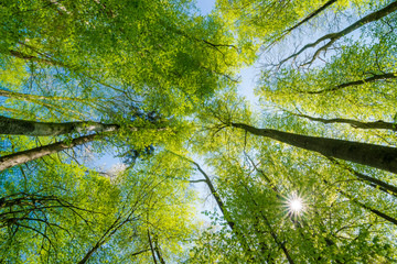 Wald in Deutschland im Frühjahr