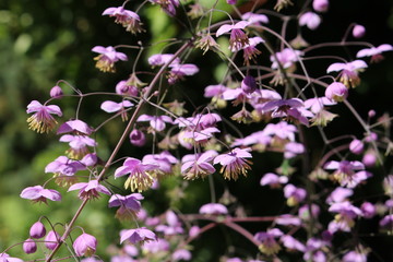 Lilac-mauve 