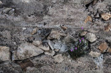 TEXTURA PIEDRA Y FLOR
