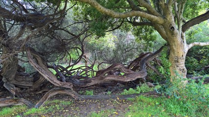 Park in San Francisco