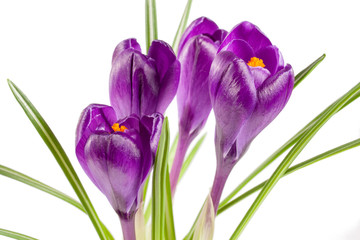 Crocus flowers isolated on white background closeup