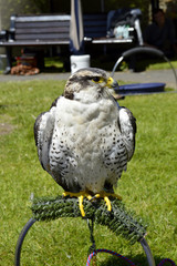Peregrine falcon Latin name falco peregrinus