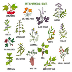Antispasmodic herbs. Hand drawn set of medicinal plants - obrazy, fototapety, plakaty