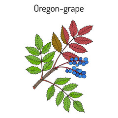 Oregon grape Mahonia aquifolium 