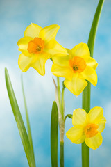 Daffodil, Jonquil, Daffodils, Narcissus