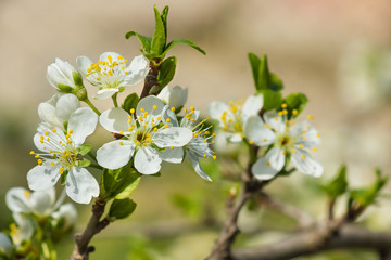 Blooming twig of plum (lat. Prunus domestica) in spring garden