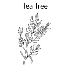 Fototapeta na wymiar Collection of tea tree. Cosmetics and medical plant. hand drawn