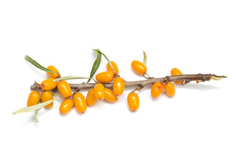 Buckthorn isolated on white background