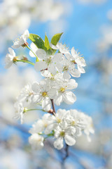 Obraz premium beautiful cherry flowers on branch outdoor, blurred natural background. white cherry flowers - gentle symbol of spring season. template for design