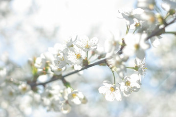 blossom cherry branch on blurred natural light background. white cherry flowers - gentle symbol of spring season. template for design