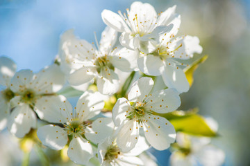 Fototapeta na wymiar blooming branches in spring