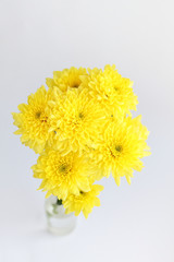 yellow chrysanthemum flowers in glass vase on abstract light background. floral gift. spring season. copy space. template for design