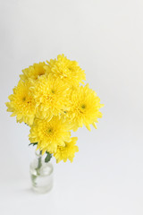 yellow chrysanthemum flowers in glass vase on abstract light background. floral gift. spring season. copy space. template for design