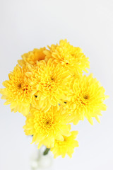yellow chrysanthemum flowers close up on abstract light background. floral gift. spring season. copy space. template for design