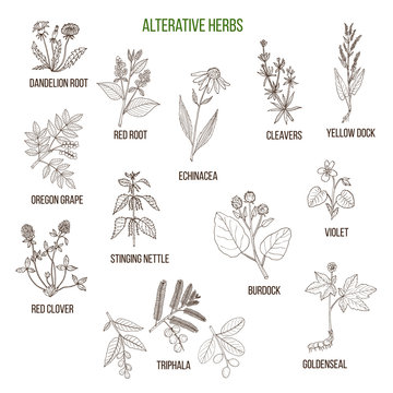 Alterative herbs. Hand drawn set of medicinal plants