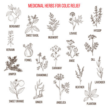 Best herbal remedies for colic relief