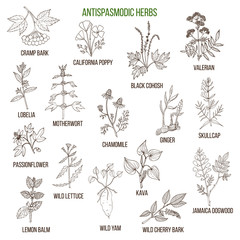 Antispasmodic herbs. Hand drawn set of medicinal plants - obrazy, fototapety, plakaty