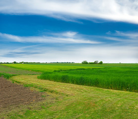 green wheat field