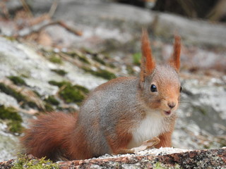 Cute little squirrel 