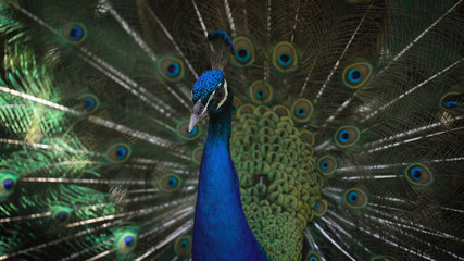 Fototapeta na wymiar A close shot of a confused Peacock blue crest and bright blue trunk, which fluffed tail with long beautiful feathers to show its beauty