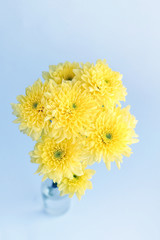 bouquet of yellow Chrysanthemum flowers in vase on abstract artistic blue background. floral gift. festive composition with flowers. template for design