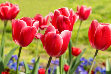 Beautiful Carmine with white border tulips (lat. Tulipa) with blue violets in spring garden