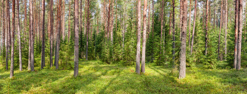 Fototapeta Summer pine forest panorama
