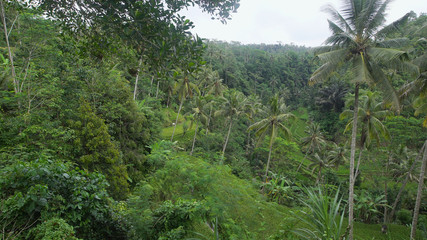Fototapeta na wymiar Densely overgrown green jungle. Lots of tall palm trees in a tropical forest. Incredibly beautiful view of the unspoiled nature.