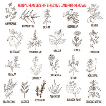 Best herbal remedies for effective dandruff removal