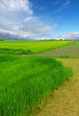 Fototapeta na wymiar green wheat field