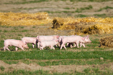 Obraz premium Gruppe Jungschweine marschiert auf Acker zu einer Strohreihe