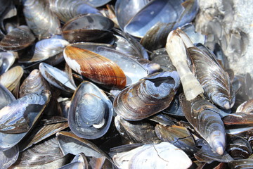 Muscheln 